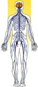 Nervous System